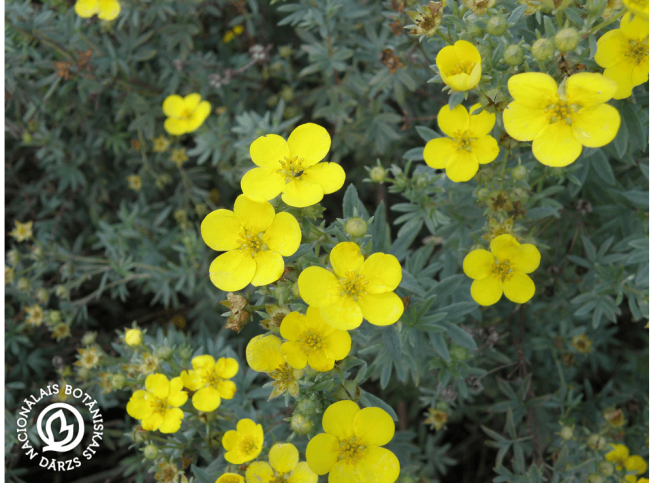 Potentilla fruticosa